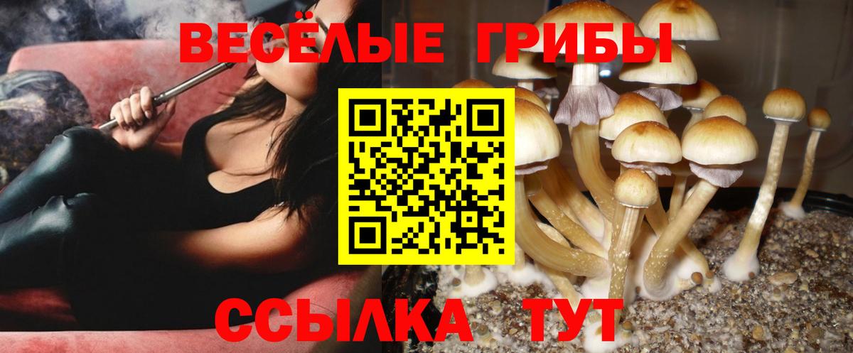Псилоцибиновые грибы GOLDEN TEACHER Кириши